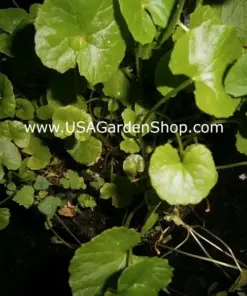 Gotu Kola Pennywort Plants - Centella Asiatica Live Herb Plants - 3 Pack - Organic & Fast Growing - Image 9