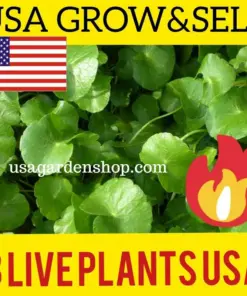 Gotu Kola Pennywort Plants - Centella Asiatica Live Herb Plants - 3 Pack - Organic & Fast Growing - Image 1