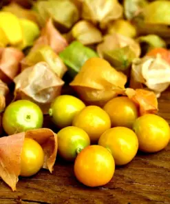 Ground Cherry Seeds - Cape Gooseberry, Chinese Lantern - 50 NON-GMO Fruit Seeds - Image 1