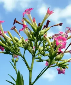 Havana Gold Tobacco Herb Seeds - 50+ Count - Non-GMO, USA Grown, Fast Grow - Image 2