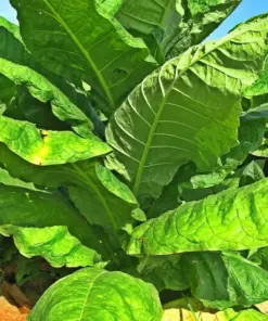 Havana Gold Tobacco Herb Seeds - 50+ Count - Non-GMO, USA Grown, Fast Grow - Image 1