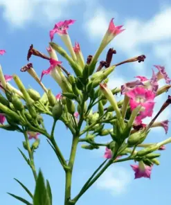 Havanna Gold Tobacco Herb Seeds - USA Grown, Non-GMO, Annual, Full Sun - Image 2