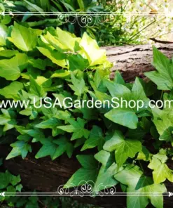 Hedera Helix Ivy Plant - Feng Shui Live Plant Cuttings - 10 Pack - Indoor & Outdoor - Image 12