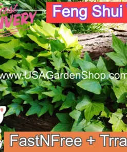 Hedera Helix Ivy Plant - Feng Shui Live Plant Cuttings - 10 Pack - Indoor & Outdoor - Image 2