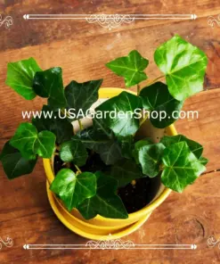 Hedera Helix Ivy Plant - Feng Shui Live Plant Cuttings - 10 Pack - Indoor & Outdoor - Image 6