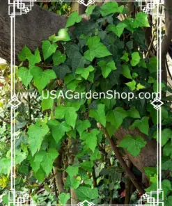 Hedera Helix Ivy Plant - Feng Shui Live Plant Cuttings - 10 Pack - Indoor & Outdoor - Image 7