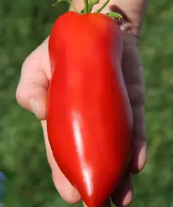 Heirloom Super Italian Paste Tomato Seeds - Large 6-10 oz Fruit - Easy Grow - Indoor/Outdoor - Image 1