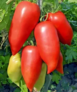 Heirloom Super Italian Paste Tomato Seeds - Large 6-10 oz Fruit - Easy Grow - Indoor/Outdoor - Image 2