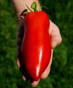 Heirloom Super Italian Paste Tomato Seeds - Large 6-10 oz Fruit - Easy Grow - Indoor/Outdoor - Image 3