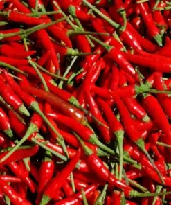 Heirloom Thai Chili Hot Pepper Seeds - Vegetable Seeds - 100 Qty - Outdoor - Image 1