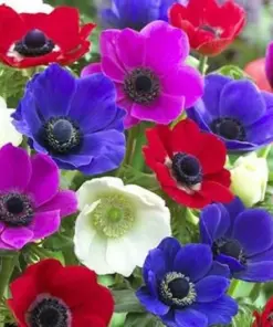 Himalayan Blue Poppy Flower Seeds - Blue & Mixed Perennial Poppy Seeds for Outdoor Garden - 50 Seeds - Image 1