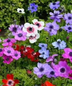 Himalayan Blue Poppy Flower Seeds - Blue & Mixed Perennial Poppy Seeds for Outdoor Garden - 50 Seeds - Image 2
