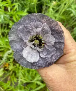 Himalayan Blue Poppy Flower Seeds - Blue & Mixed Perennial Poppy Seeds for Outdoor Garden - 50 Seeds - Image 3