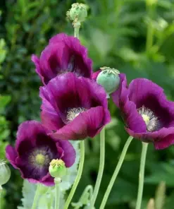 Himalayan Blue Poppy Flower Seeds - Blue & Mixed Perennial Poppy Seeds for Outdoor Garden - 50 Seeds - Image 4