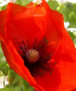 Himalayan Blue Poppy Flower Seeds - Blue & Mixed Perennial Poppy Seeds for Outdoor Garden - 50 Seeds - Image 5