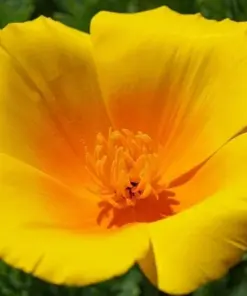 Himalayan Blue Poppy Flower Seeds - Blue & Mixed Perennial Poppy Seeds for Outdoor Garden - 50 Seeds - Image 6