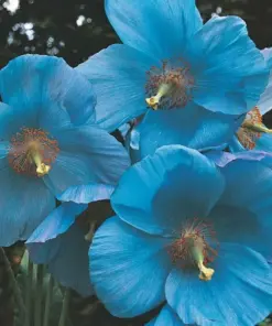 Himalayan Blue Poppy Flower Seeds - Blue & Mixed Perennial Poppy Seeds for Outdoor Garden - 50 Seeds - Image 8
