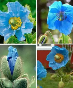 Himalayan Blue Poppy Seeds - Meconopsis Grandis Perennial Flower - 200 Seeds - Easy Grow Indoor/Outdoor - Image 4