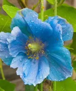 Himalayan Blue Poppy Seeds - Meconopsis Grandis Perennial Flower - 200 Seeds - Easy Grow Indoor/Outdoor - Image 9