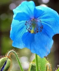 Himalayan Blue Poppy Seeds - Meconopsis Perennial Flower - 500 Seeds - Indoor/Outdoor - Image 2