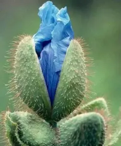 Himalayan Blue Poppy Seeds - Meconopsis, Perennial Flowering, Blue, Easy Grow, for Home Garden - Image 3