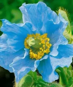 Himalayan Blue Poppy Seeds - Meconopsis, Perennial Flowering, Blue, Easy Grow, for Home Garden - Image 4