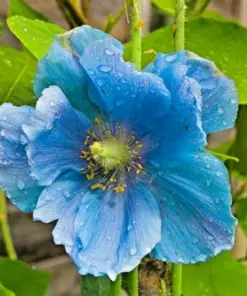 Himalayan Blue Poppy Seeds - Meconopsis Perennial Flower - 500 Seeds - Indoor/Outdoor - Image 1
