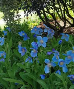 Himalayan Blue Poppy Seeds - Meconopsis, Perennial Flowering, Blue, Easy Grow, for Home Garden - Image 5