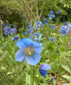 Himalayan Blue Poppy Seeds - Meconopsis Perennial Flower - 200 Seeds - Indoor/Outdoor - Image 7
