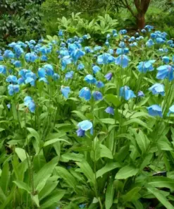 Himalayan Blue Poppy Seeds - Meconopsis Perennial Flower - 200 Seeds - Indoor/Outdoor - Image 8