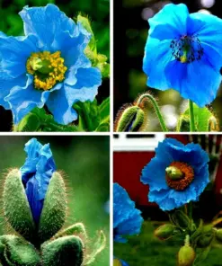 Himalayan Blue Poppy Seeds - Meconopsis, Perennial Flowering, Blue, Easy Grow, for Home Garden - Image 1