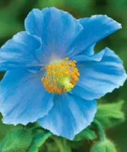 Himalayan Blue Poppy Seeds - Meconopsis Perennial Flower - 5000 Seeds - Indoor/Outdoor - Image 9