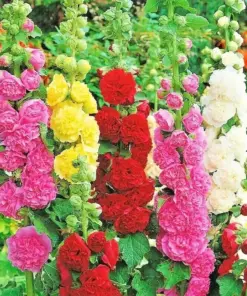 Hollyhock Autumn Mix Seeds - 200+ Flower Seeds - Attracts Hummingbirds, Bees - Outdoor - Image 2