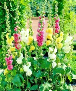 Hollyhock Autumn Mix Seeds - 200+ Flower Seeds - Attracts Hummingbirds, Bees - Outdoor - Image 3