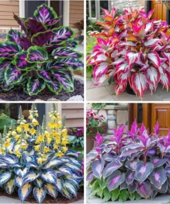 Hosta Seeds - Perennial Outdoor Shade Garden Ornamental Planting - 160+ Seeds - Image 1