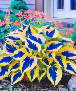 Hosta Seeds - Perennial Outdoor Shade Garden Plant Seeds - 80+ Seeds - Easy Grow - Image 2