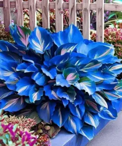 Hosta Seeds - Perennial Outdoor Shade Garden Plant Seeds - 80+ Seeds - Easy Grow - Image 3