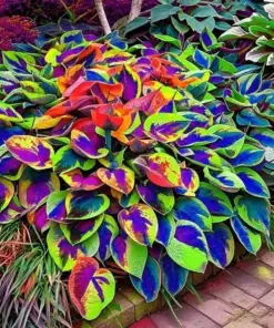 Hosta Seeds - Perennial Outdoor Shade Garden Plant Seeds - 80+ Seeds - Easy Grow - Image 4