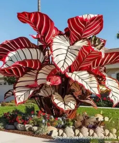 Hosta Seeds - Perennial Shade Plant Seeds - 160+ Count - Non-GMO - Easy to Grow - Image 2