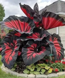 Hosta Seeds - Perennial Shade Plant Seeds - 160+ Count - Non-GMO - Easy to Grow - Image 3