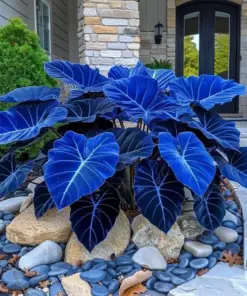 Hosta Seeds - Perennial Shade Plant Seeds - 160+ Count - Non-GMO - Easy to Grow - Image 4