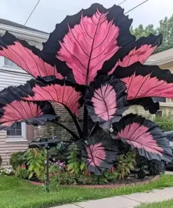 Hosta Seeds - Perennial Shade Plant Seeds - 160+ Count - Non-GMO - Easy to Grow - Image 5