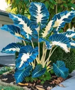 Hosta Seeds - Perennial Shade Plant Seeds - 160+ Count - Non-GMO - Easy to Grow - Image 6