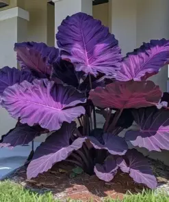 Hosta Seeds - Perennial Shade Plant Seeds - 160+ Count - Non-GMO - Easy to Grow - Image 7