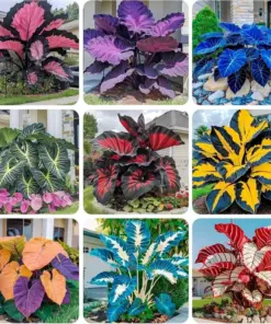 Hosta Seeds - Perennial Shade Plant Seeds - 160+ Count - Non-GMO - Easy to Grow - Image 1