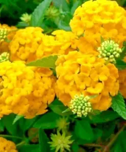 Hydrangea Arriba Reblooming Macrophylla Seeds - Fresh Harvested - Indoor/Outdoor - Image 1