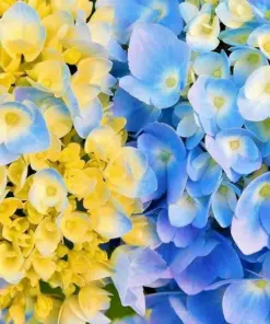 Hydrangea Arriba Reblooming Macrophylla Seeds - Fresh Harvested - Indoor/Outdoor - Image 1