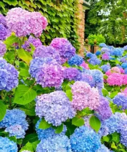 Hydrangea Arriba Reblooming Seeds - Macrophylla - Fresh Harvest - Fast Grow - USA Sourced - Image 1
