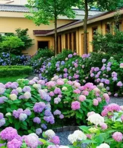 Hydrangea Flower Seeds - Exotic Ball Bloom Garden Plant - Perennial - 20 Seeds - Outdoor - Image 2