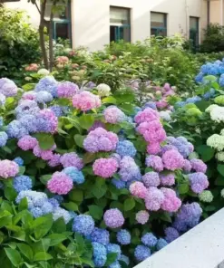 Hydrangea Flower Seeds - Exotic Ball Bloom Garden Plant - Perennial - 20 Seeds - Outdoor - Image 3